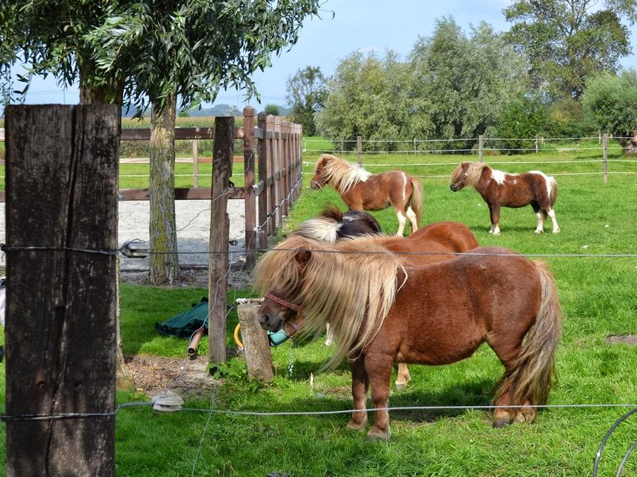 paarden verzorgen vzw Metgezel voor mensen met verstandelijke beperking